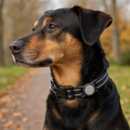 NightGlow LED Dog Collar